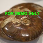 Double polished ammonite