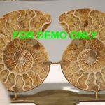 polished ammonite with metal stand